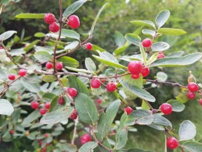 trujący krzew blisko placu zabaw w parku