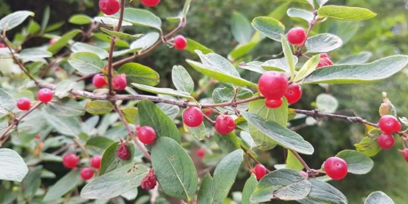 trujący krzew blisko placu zabaw w parku