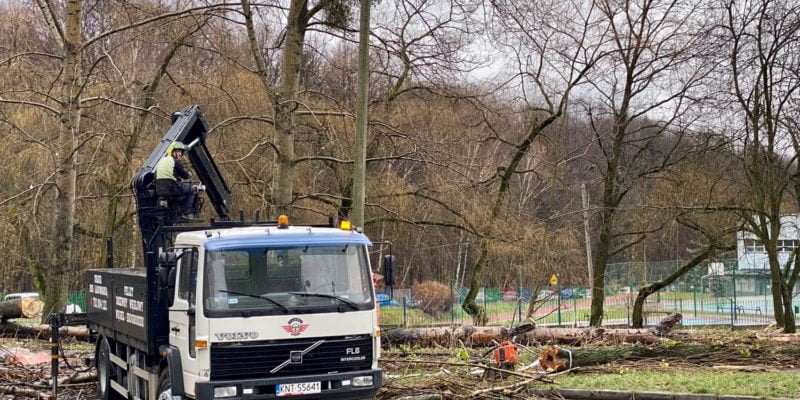 Wycinka drzew przy ulicy Reptowskiej w Bytomiu