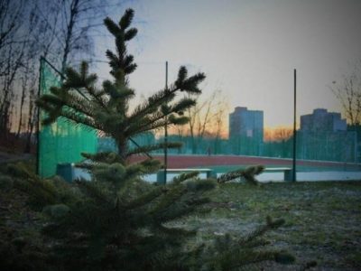 Podaruj drugie życie choince w Bytomiu