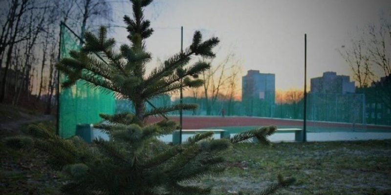 Podaruj drugie życie choince w Bytomiu