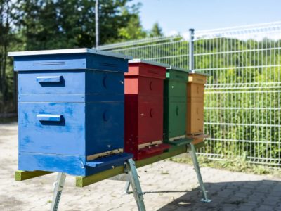 Będzie więcej pszczół w Bytomiu
