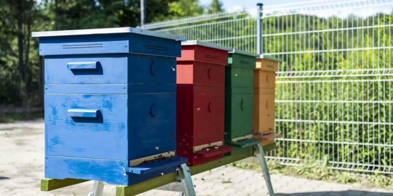 Będzie więcej pszczół w Bytomiu