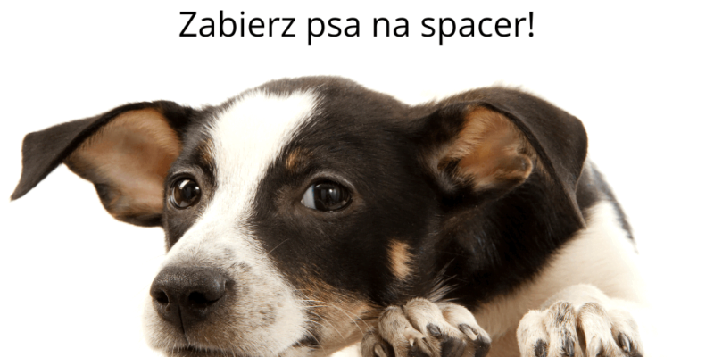 Wakacyjna akcja Schroniska w Miechowicach