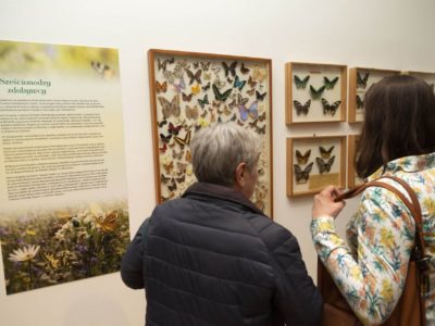 Zobacz wystawę Muzeum Górnośląskiego „Od Darwina do banku DNA. Przyroda w Muzeum”