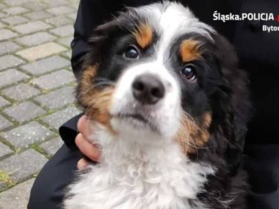 Ukradł psa z bytomskiej parafii