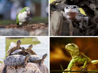 W Bytomiu powstanie pierwszy azyl dla zwierząt