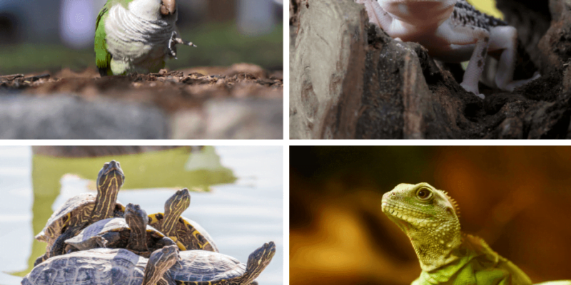 W Bytomiu powstanie pierwszy azyl dla zwierząt