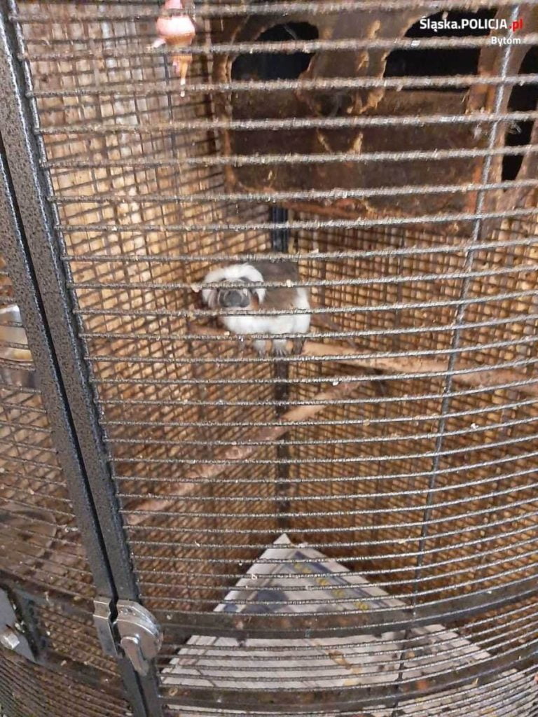 Policja w Bytomiu: Zwierzę to nie zabawka