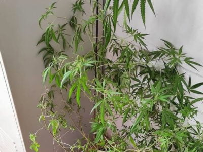 Bytomianin uprawiał krzak konopi w swoim mieszkaniu