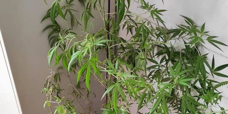 Bytomianin uprawiał krzak konopi w swoim mieszkaniu